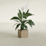 Montroy Cube fiberglass planter in Gloss Metallic Gold, shown planted, in a sunlit interior