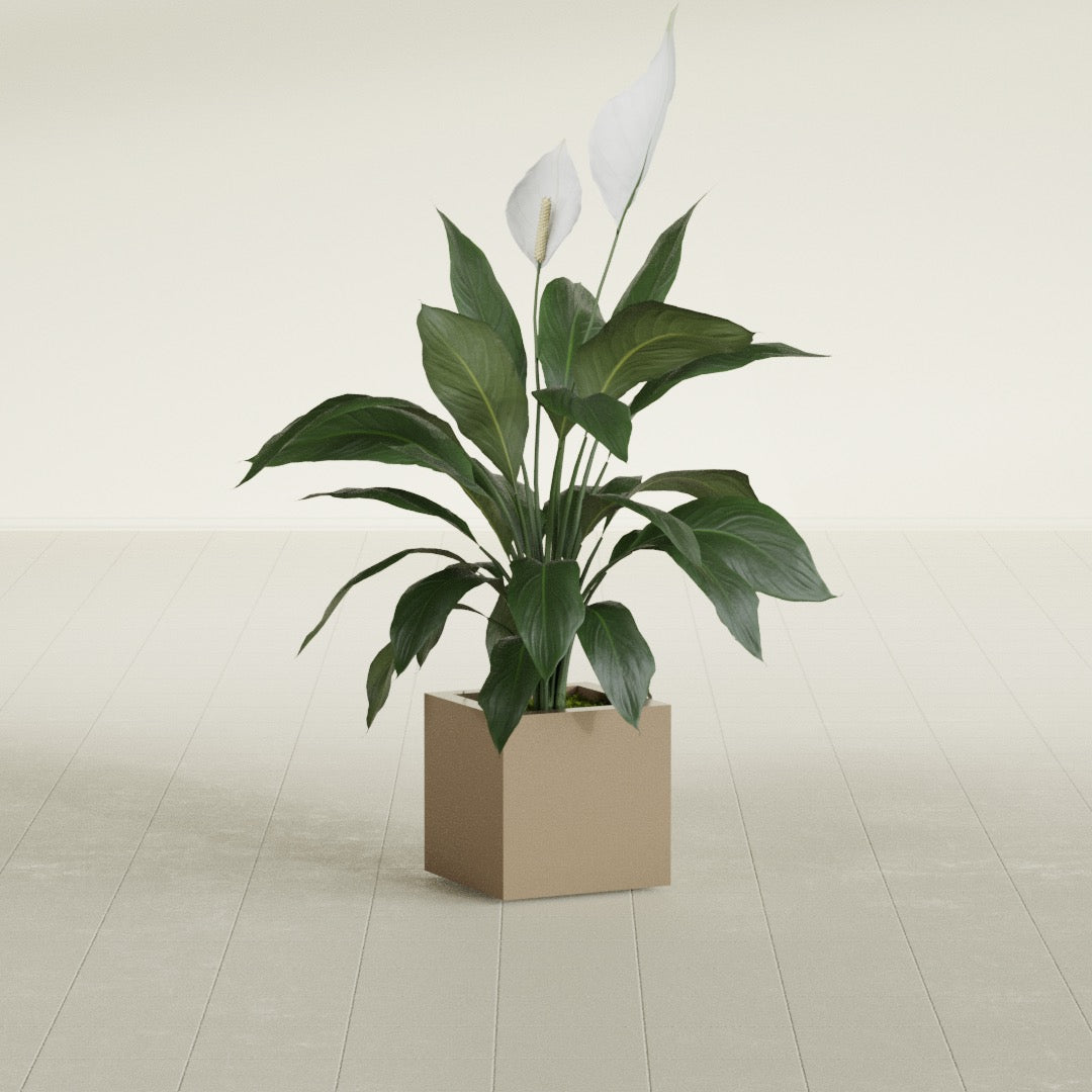 Montroy Cube fiberglass planter in Gloss Metallic Gold, shown planted, in a sunlit interior