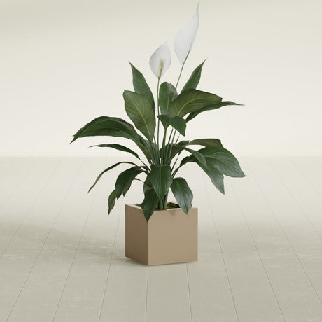 Montroy Cube fiberglass planter in Gloss Metallic Gold, shown planted, in a sunlit interior