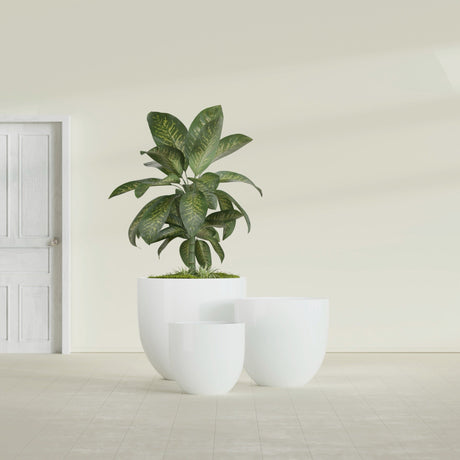 Alzira Bowl fiberglass planter in Gloss Bright White, size range, in a sunlit interior