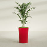 Tegel Round Tapered fiberglass planter in Gloss Red, shown planted, in a sunlit interior