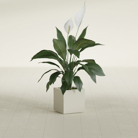 Montroy Cube fiberglass planter in Satin Beige, shown planted, in a sunlit interior