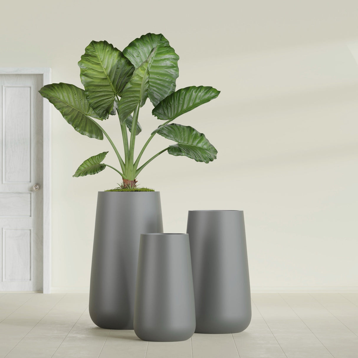Saigon Tapered Round fiberglass planter in Matte Gunmetal, size range, in a sunlit interior
