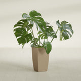 Toulan Tapered Square fiberglass planter in Gloss Metallic Gold, shown planted, in a sunlit interior