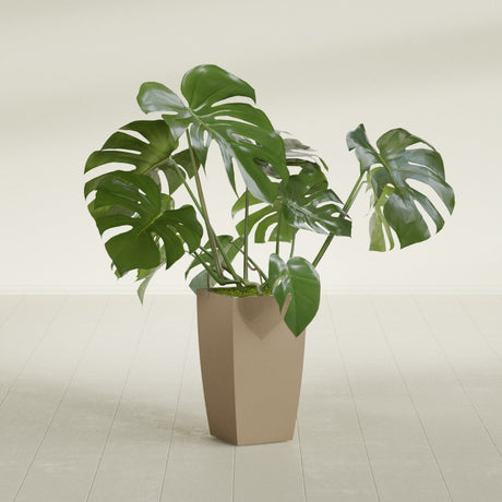 Toulan Tapered Square fiberglass planter in Gloss Metallic Gold, shown planted, in a sunlit interior