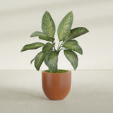 Alzira Bowl fiberglass planter in Matte Terra Cotta, shown planted, in a sunlit interior