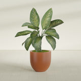 Alzira Bowl fiberglass planter in Matte Terra Cotta, shown planted, in a sunlit interior