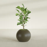 Globe fiberglass planter in Matte Bronze, shown planted, in a sunlit interior