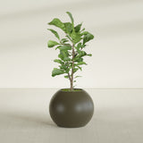 Globe fiberglass planter in Matte Bronze, shown planted, in a sunlit interior