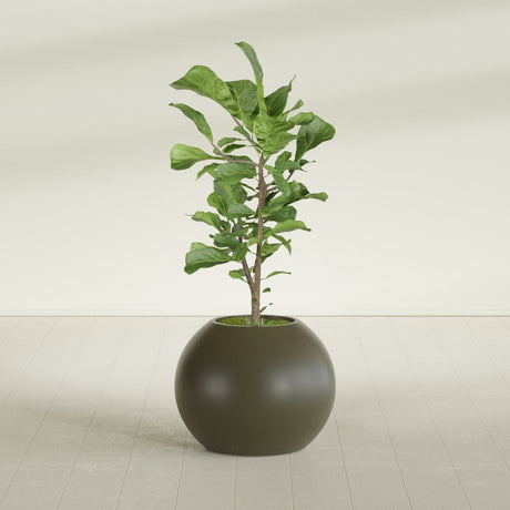 Globe fiberglass planter in Matte Bronze, shown planted, in a sunlit interior