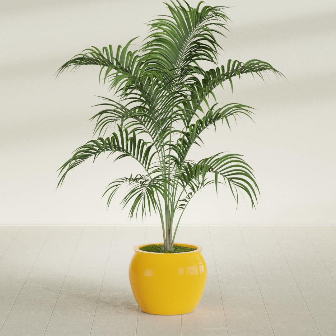 Shanghai Fishbowl fiberglass planter in Gloss Saffron, shown planted, in a sunlit interior