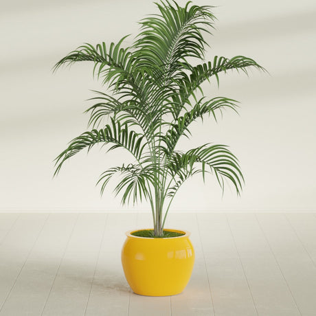 Shanghai Fishbowl fiberglass planter in Gloss Saffron, shown planted, in a sunlit interior