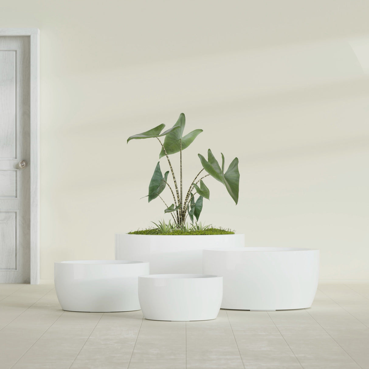 Casablanca Bowl fiberglass planter in Gloss Bright White, size range, in a sunlit interior
