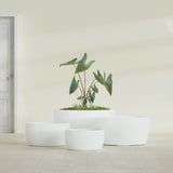 Casablanca Bowl fiberglass planter in Gloss Bright White, size range, in a sunlit interior