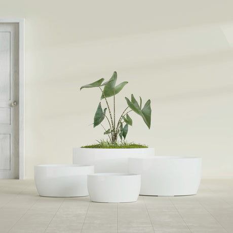Casablanca Bowl fiberglass planter in Gloss Bright White, size range, in a sunlit interior