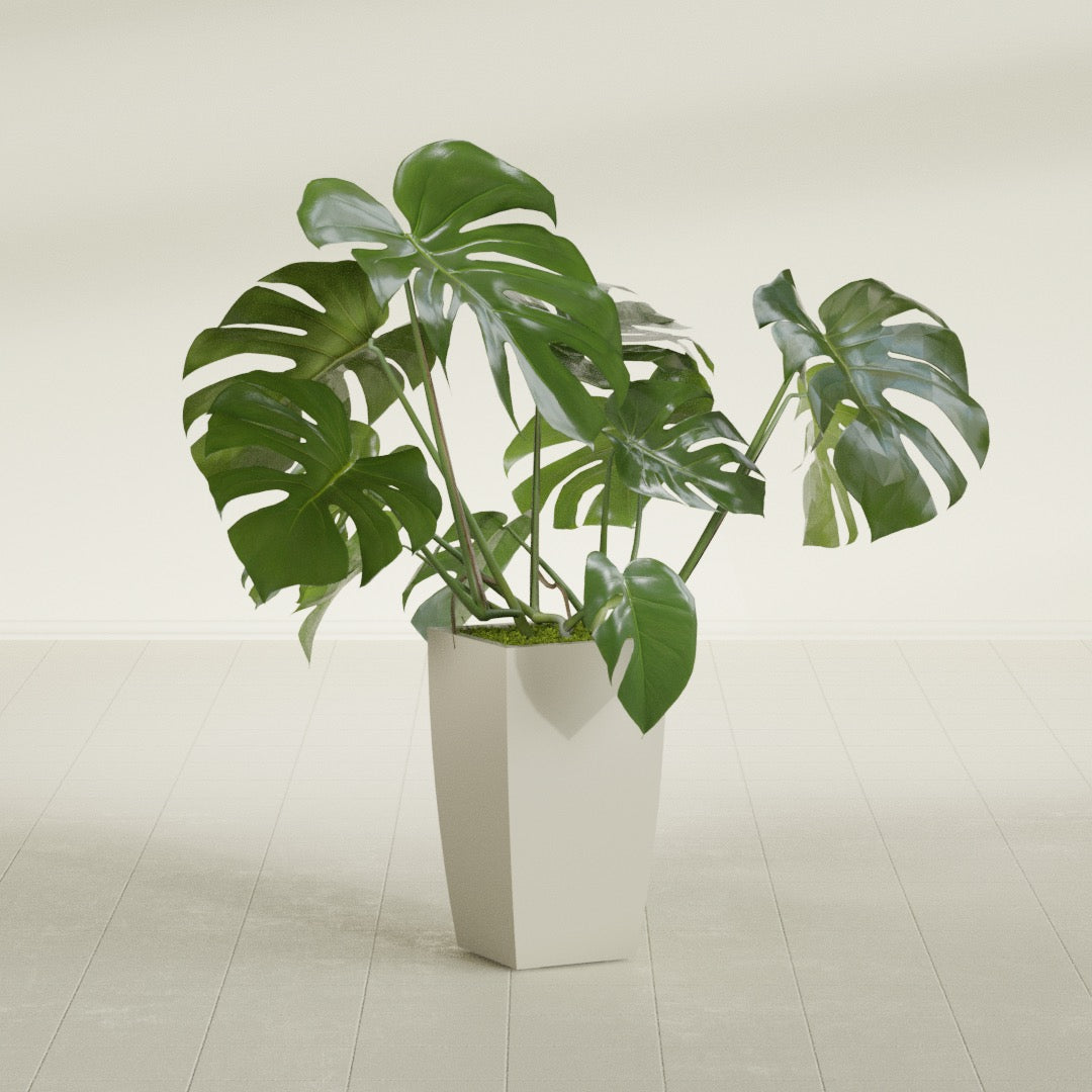 Toulan Tapered Square fiberglass planter in Satin Beige, shown planted, in a sunlit interior
