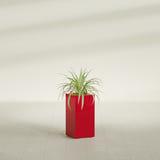 Hollywood Narrow Rectangular fiberglass planter in Gloss Red, shown planted, in a sunlit interior