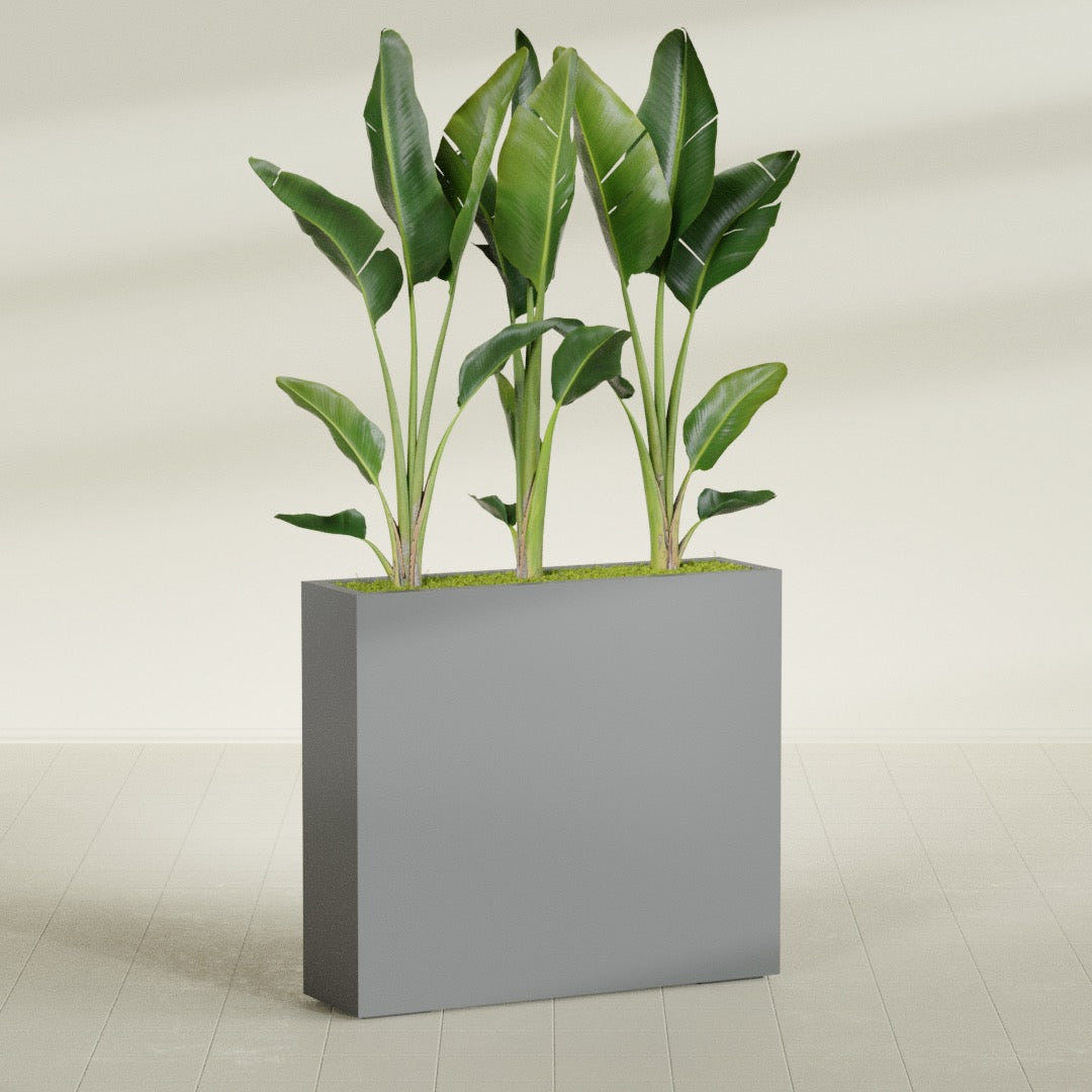 Amesbury Narrow Rectangular fiberglass planter in Matte Gunmetal, shown planted, in a sunlit interior