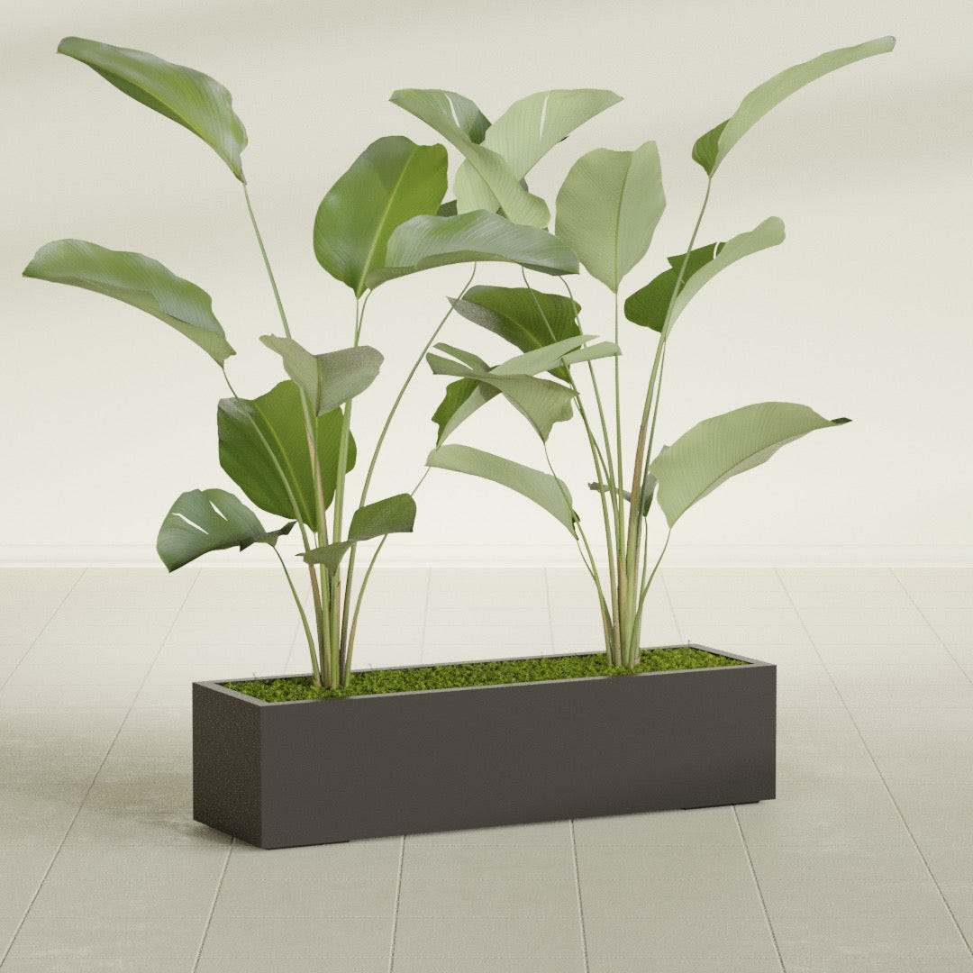 Cuba Corner fiberglass planter in Matte Dark Brown, shown planted, in a sunlit interior