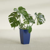 Toulan Tapered Square fiberglass planter in Matte Cobalt Blue, shown planted, in a sunlit interior