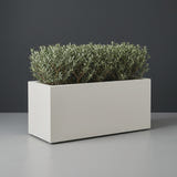 Badalona Rectangular fiberglass planter in Matte Cement Grey, planted with row of trimmed dwarf olive shrubs, studio