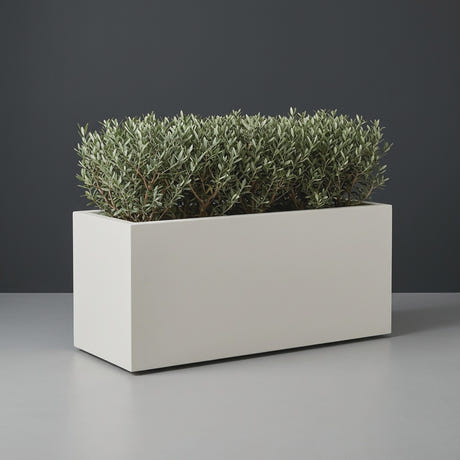 Badalona Rectangular fiberglass planter in Matte Cement Grey, planted with row of trimmed dwarf olive shrubs, studio