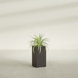 Hollywood Narrow Rectangular fiberglass planter in Matte Dark Brown, shown planted, in a sunlit interior