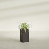 Hollywood Narrow Rectangular fiberglass planter in Matte Dark Brown, shown planted, in a sunlit interior