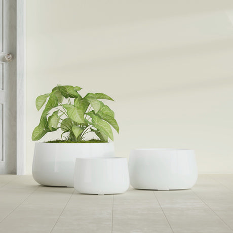 Short Hayden Bowl fiberglass planter in Gloss Bright White, size range, in a sunlit interior