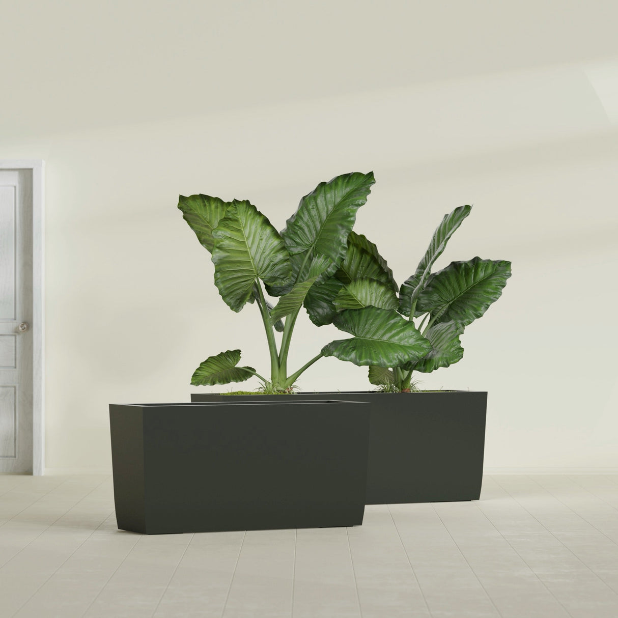 Panama Tapered Rectangular fiberglass planter in Matte Charcoal, shown planted, in a sunlit interior