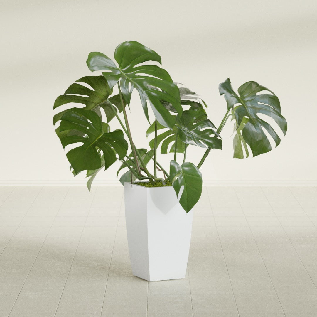 Toulan Tapered Square fiberglass planter in Gloss Bright White, shown planted, in a sunlit interior