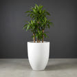 Brannan Tapered Round fiberglass planter in Matte Bright White, planted with single dracaena on woody canes, studio