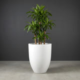 Brannan Tapered Round fiberglass planter in Matte Bright White, planted with single dracaena on woody canes, studio