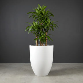Brannan Tapered Round fiberglass planter in Matte Bright White, planted with single dracaena on woody canes, studio
