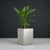 Brisbane Corner fiberglass planter in Metallic Silver, planted with bird of paradise, studio