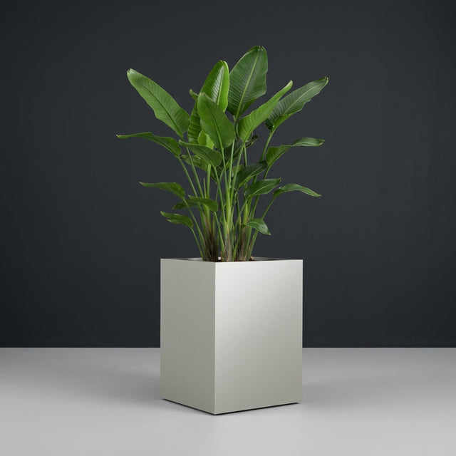 Brisbane Corner fiberglass planter in Metallic Silver, planted with bird of paradise, studio