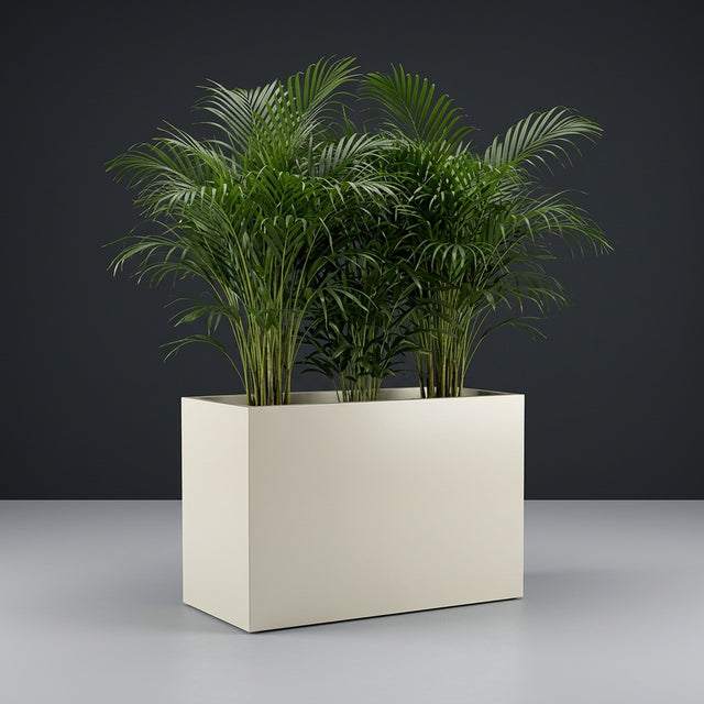 Brisbane Rectangular fiberglass planter in Satin Beige, planted with an areca palm, studio