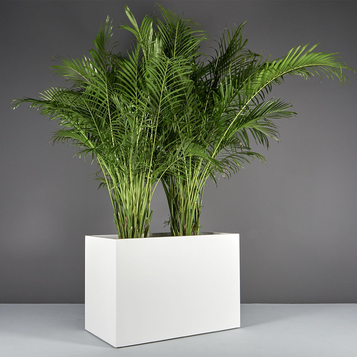 Brisbane Rectangular Planter, in real life