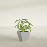 Lima Tapered Square fiberglass planter in Metallic Silver, shown planted, in a sunlit interior