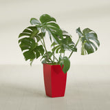 Toulan Tapered Square fiberglass planter in Gloss Red, shown planted, in a sunlit interior