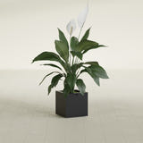 Montroy Cube fiberglass planter in Matte Black, shown planted, in a sunlit interior