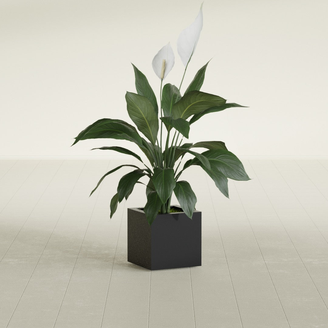 Montroy Cube fiberglass planter in Matte Black, shown planted, in a sunlit interior