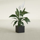 Montroy Cube fiberglass planter in Matte Black, shown planted, in a sunlit interior