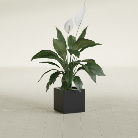 Montroy Cube fiberglass planter in Matte Black, shown planted, in a sunlit interior