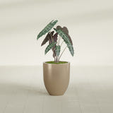 Valencia Tapered Round fiberglass planter in Gloss Metallic Gold, shown planted, in a sunlit interior