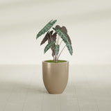 Valencia Tapered Round fiberglass planter in Gloss Metallic Gold, shown planted, in a sunlit interior