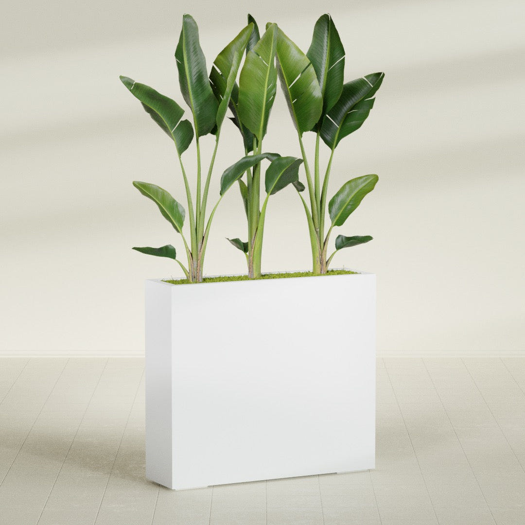 Amesbury Narrow Rectangular fiberglass planter in Gloss Bright White, shown planted, in a sunlit interior