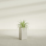Hollywood Narrow Rectangular fiberglass planter in Satin Beige, shown planted, in a sunlit interior