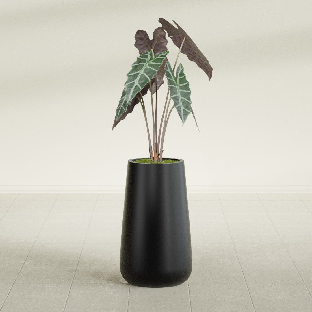 Saigon Tapered Round fiberglass planter in Matte Black, shown planted, in a sunlit interior