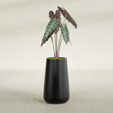 Saigon Tapered Round fiberglass planter in Matte Black, shown planted, in a sunlit interior